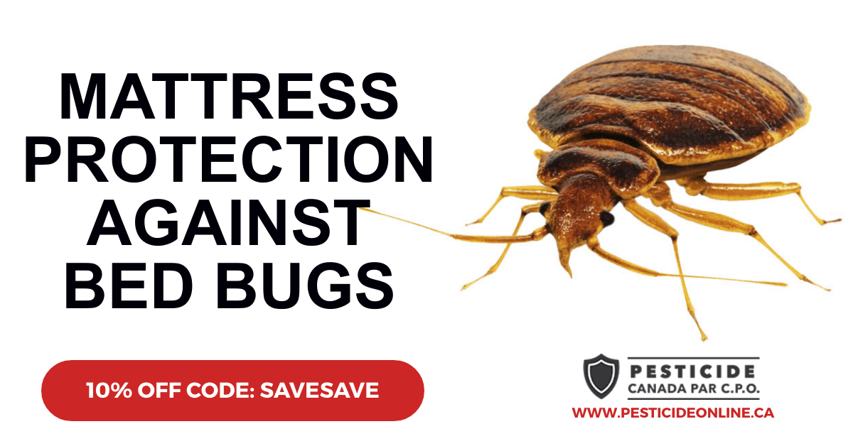 mattress protection from bed bugs